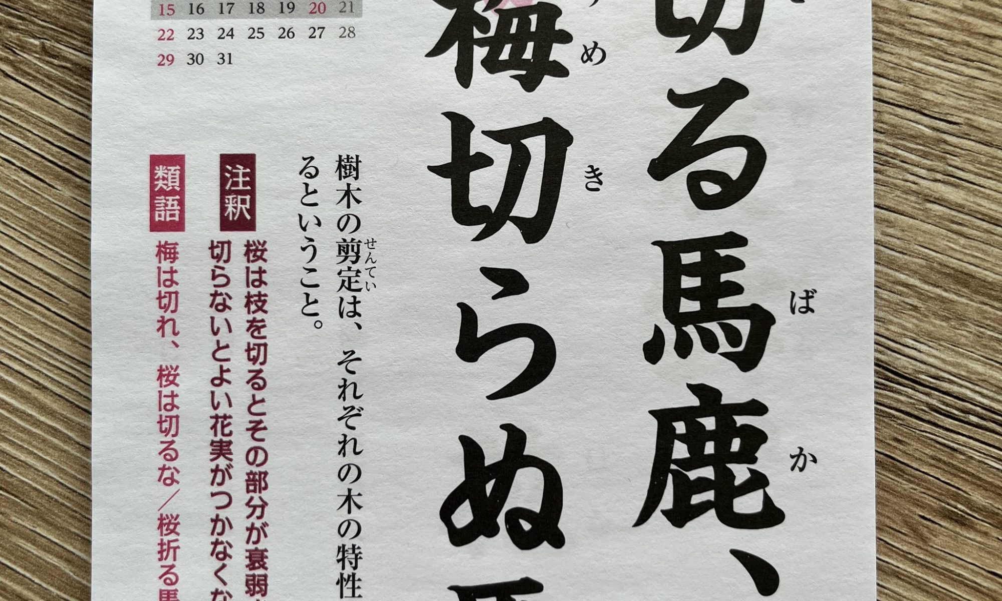 Kotowaza - Sprichwörter auf Japanisch: 桜切る馬鹿、梅切らぬ馬鹿